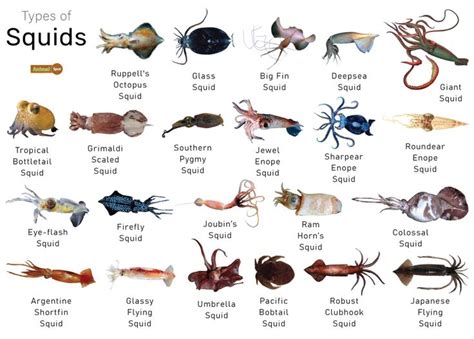 squid fish|+ 10 Fascinating Types of Squid with Names and .